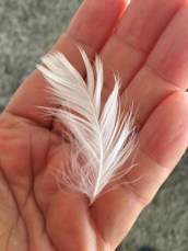 feather